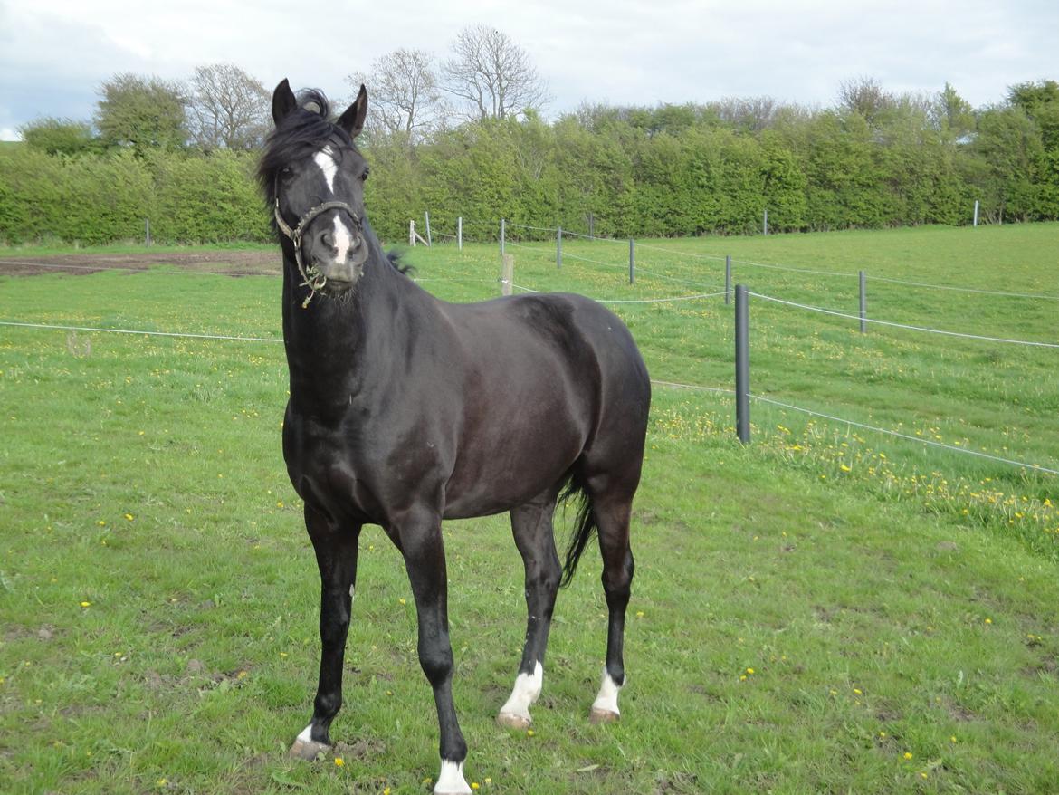 Welsh Cob (sec D) Solvanggårds Diadem SOLGT billede 27