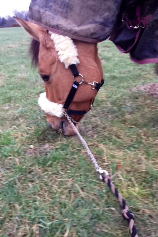 Anden særlig race Labina Suprise billede 5