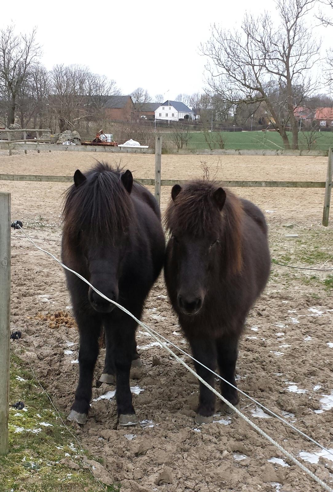 Islænder Sif Fra Heden <3 (Tidl. Lærer hest)  billede 10