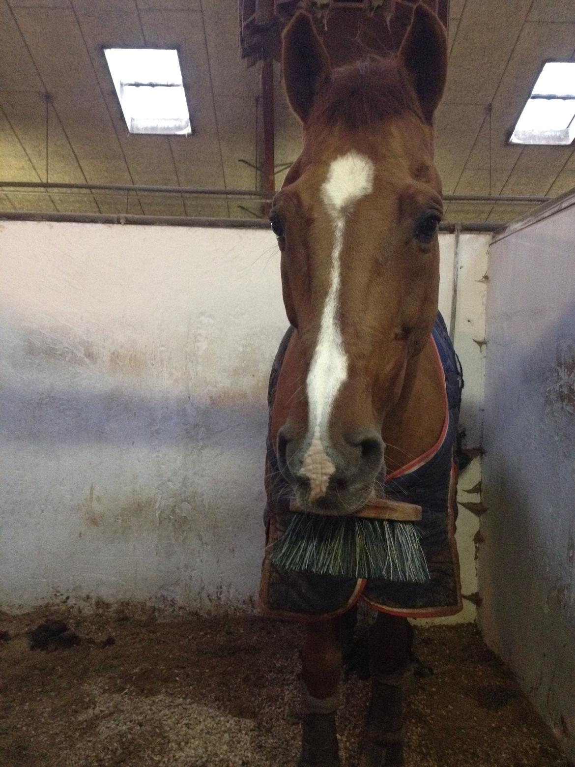 Holstener Le Poul - ''Jeg kan altså godt selv!'' billede 14