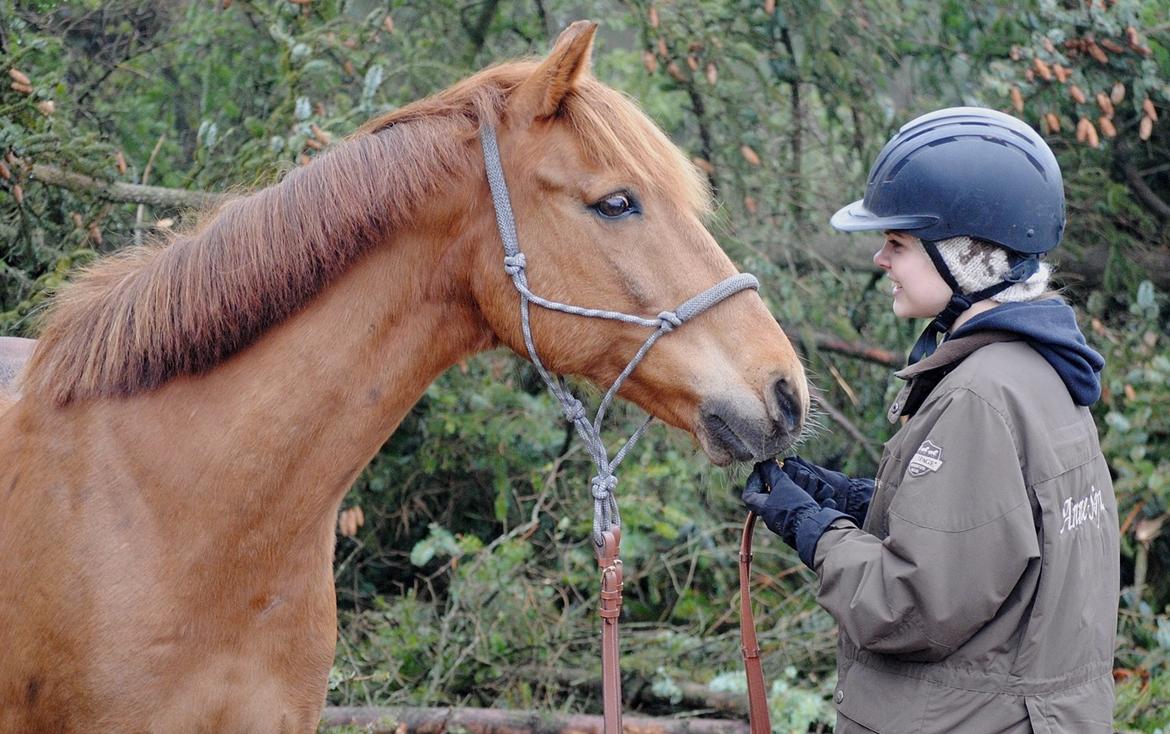 Svensk Sportspony  Casco <3 - Verdens uden tvivl bedste pony <3 billede 15