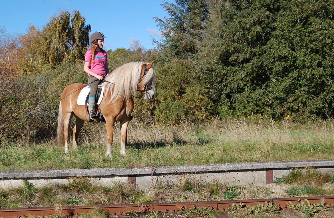 Haflinger Mille;-* billede 11