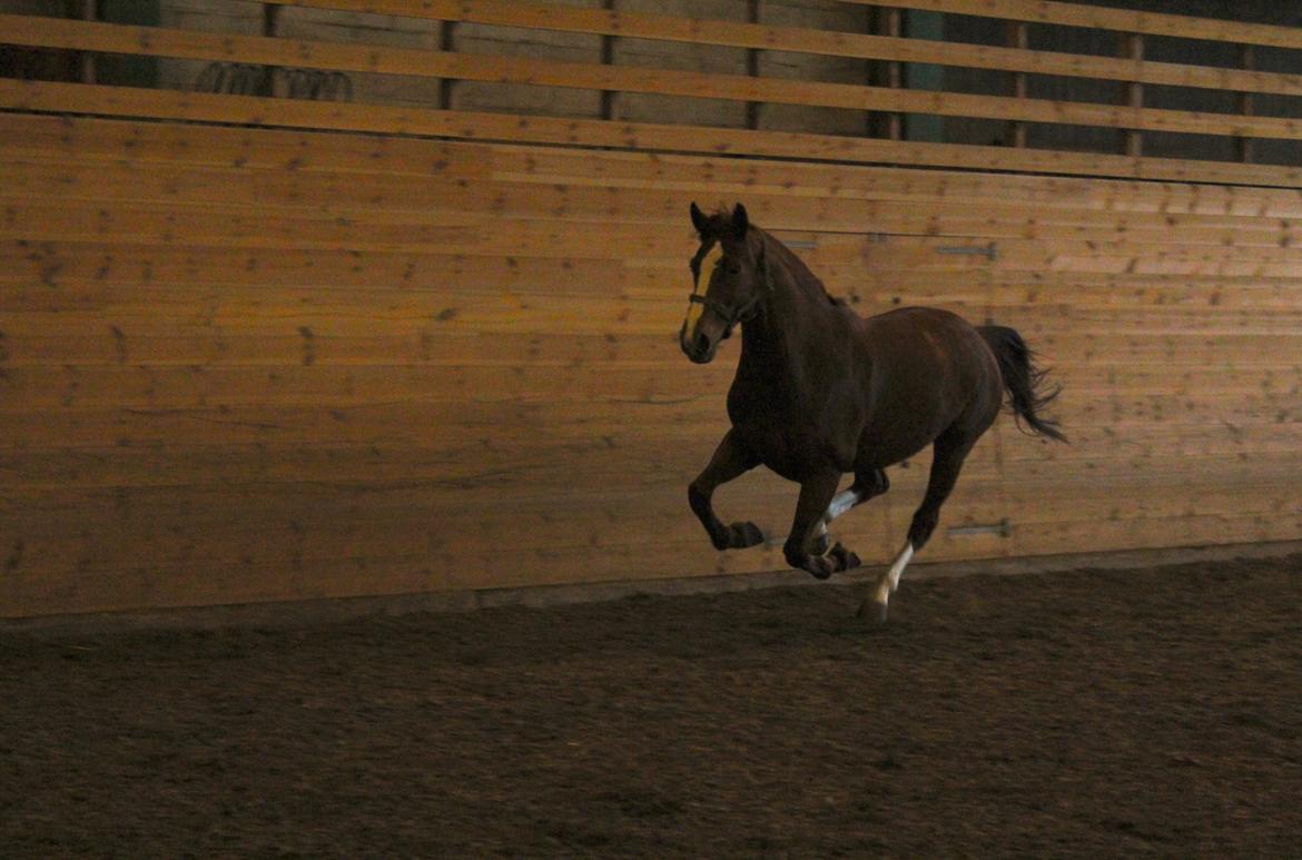 Dansk Varmblod Red Passion - Eddie løs d. 26/1-2014 Foto: mig

wrruuuum, har fået mig en ferrari-hest :D billede 5