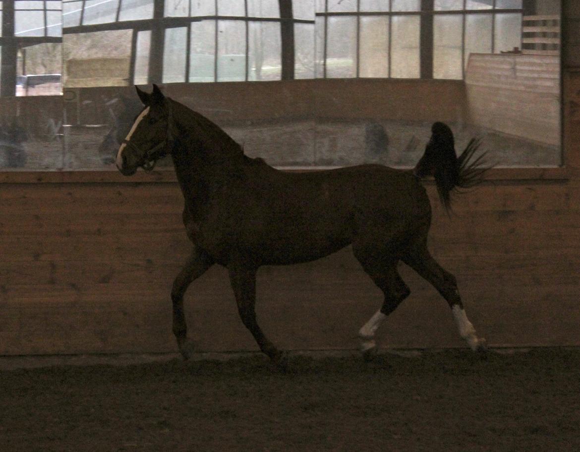 Dansk Varmblod Red Passion - Eddie løs d. 26/1-2014
jaja, når man er løs kan man godt vise sig lidt frem :-) Foto: mig billede 11