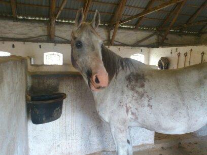 Arabisk fuldblod (OX) Wahinni ox *R.I.P. 19-08-15* billede 20