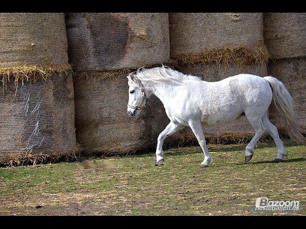 Dartmoor Fie l Min Fi's :-* - Der er stadig gang i den gamle dame. billede 18