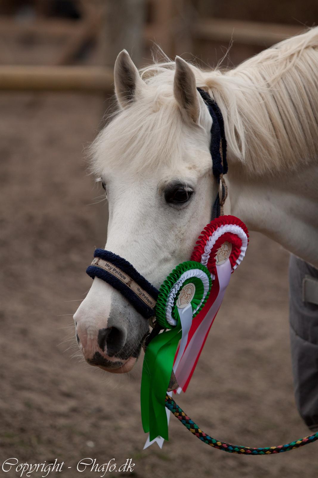 Anden særlig race Milky Way - springstævne d 26.1.14. billede 6