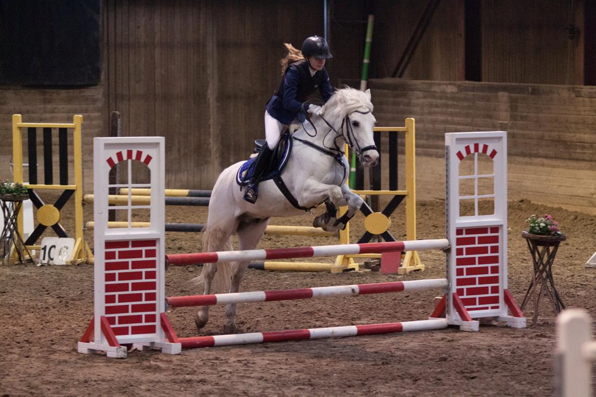 Anden særlig race Milky Way - Celine springer Milky pga mit haleben.  billede 7