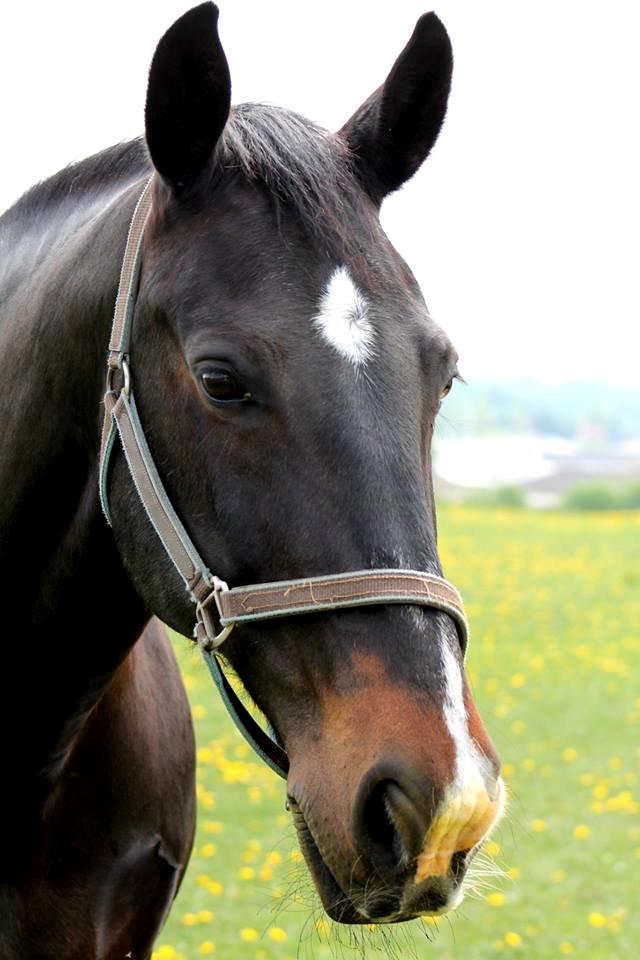 Oldenborg Strauss - Så blidt et hoved han har altså!!
Fotograf: Mathilde Bjerring Fulgsang billede 5