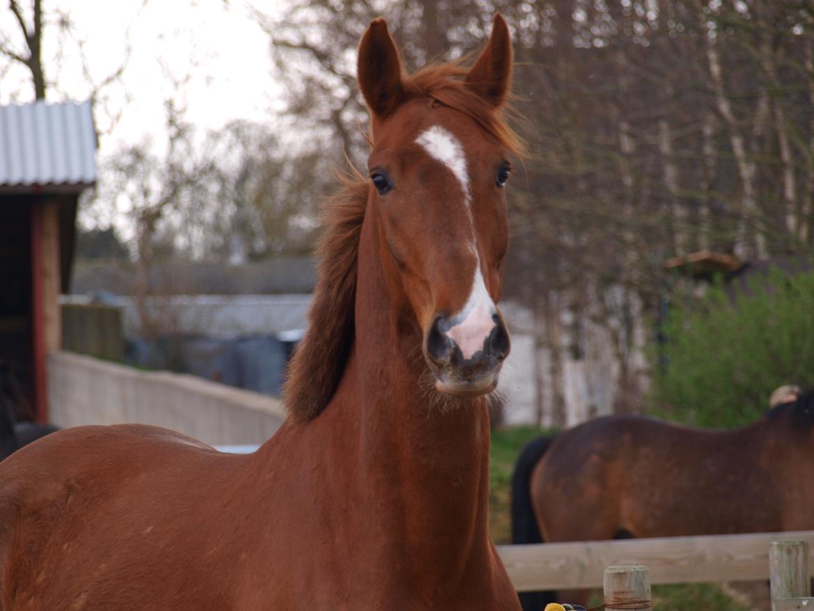 Anden særlig race Red Alert "Basse" - 2012 billede 7