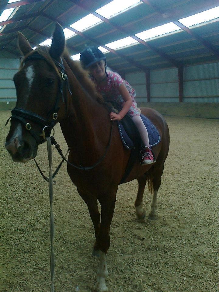 Anden særlig race Red Alert "Basse" - 2012 billede 10