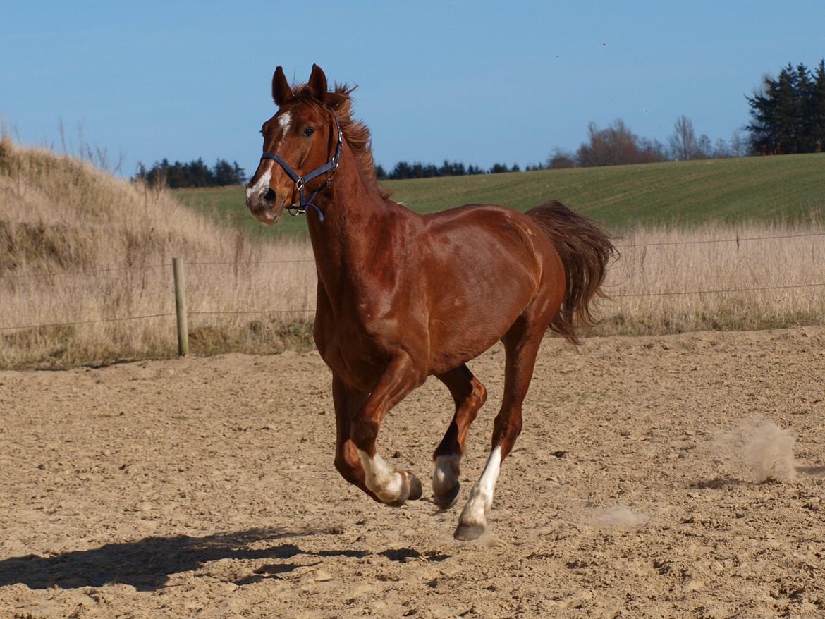 Anden særlig race Red Alert "Basse" - 2012 billede 4