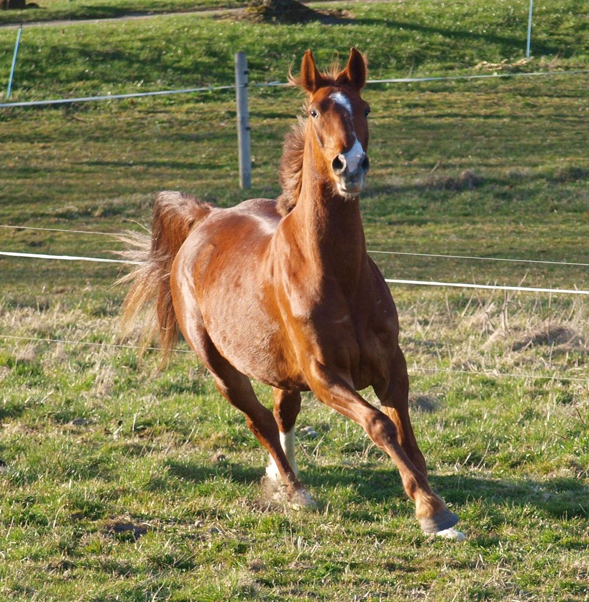 Anden særlig race Red Alert "Basse" - 2012 billede 14