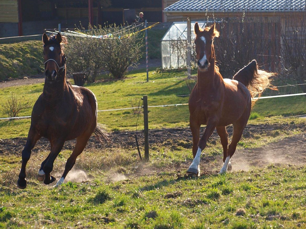 Anden særlig race Red Alert "Basse" - 2012 billede 16