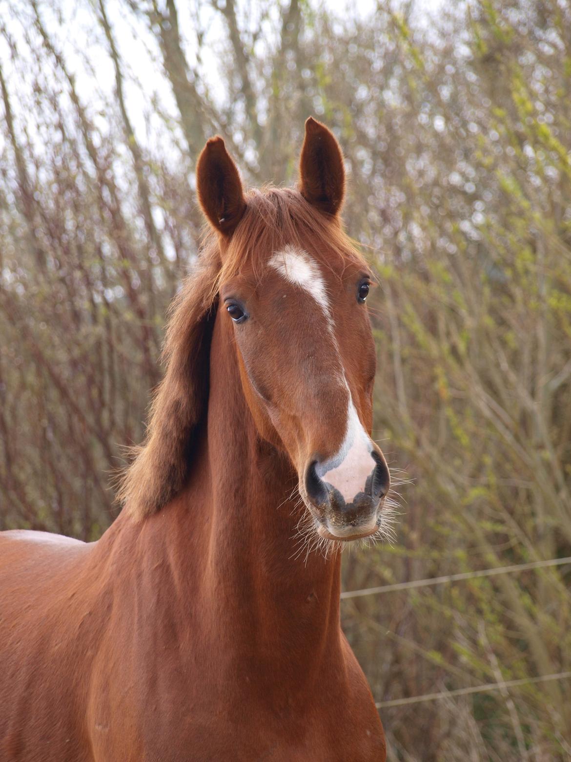 Anden særlig race Red Alert "Basse" - 2012 billede 3