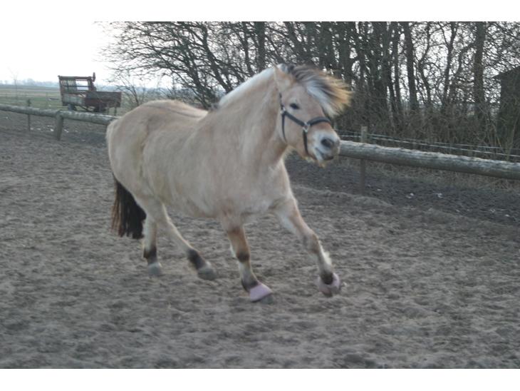 {{currentPhoto.altText}} billede {{currentPhoto.number}}