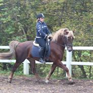 Welsh Cob (sec D) Midtnight