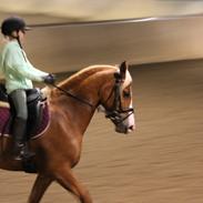 Welsh Cob (sec D) Nastasia