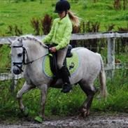 Anden særlig race TM's Silver Dream