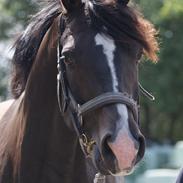 Dansk Varmblod Don Corleone