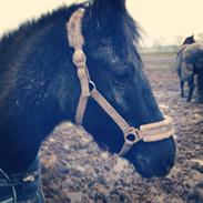 New Forest Loke