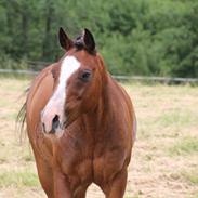 New Forest Macoy