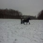 Irish Cob Musti <3