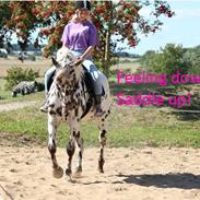 Knabstrupper Friis Sif