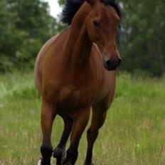 Anden særlig race Cosmo