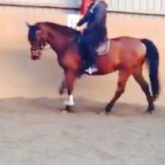 Anden særlig race Cosmo