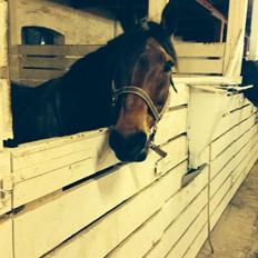 Anden særlig race Cosmo