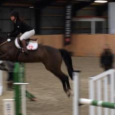 Dansk Varmblod Rødhøjs Felicia