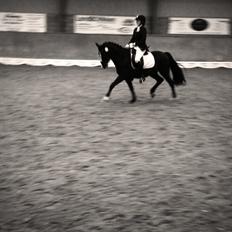 Tysk Sportspony Aquador • B-PONY •