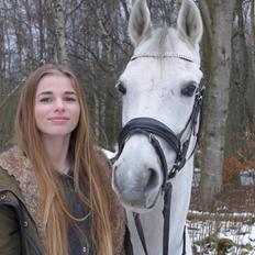 Hollandsk Sportspony Cadiz 