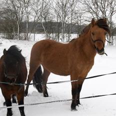Anden særlig race Figo