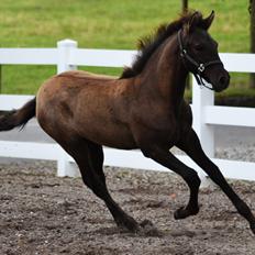 Pura Raza Española Rohans Narja
