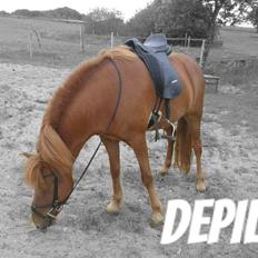 Islænder Depill fra tøndborg