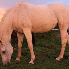 Arabisk fuldblod (OX) Rafeekah ox 1938