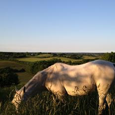 Arabisk fuldblod (OX) Rafeekah ox 1938