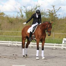 Dansk Varmblod Parino Macal