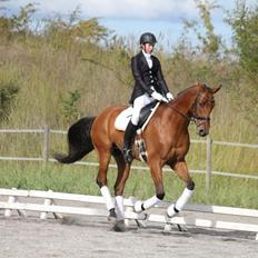 Dansk Varmblod Parino Macal