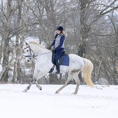 Dansk Varmblod Wajes Chalina