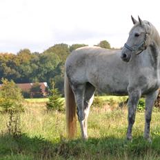 Dansk Varmblod Wajes Chalina