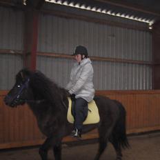 Islænder Tritla fra Løvenborg