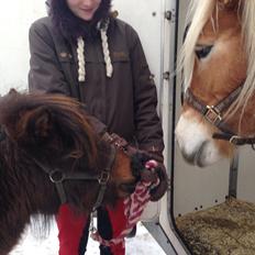 Shetlænder | Ib (Ibrahim)