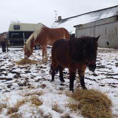 Shetlænder | Ib (Ibrahim)