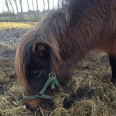 Shetlænder | Ib (Ibrahim)