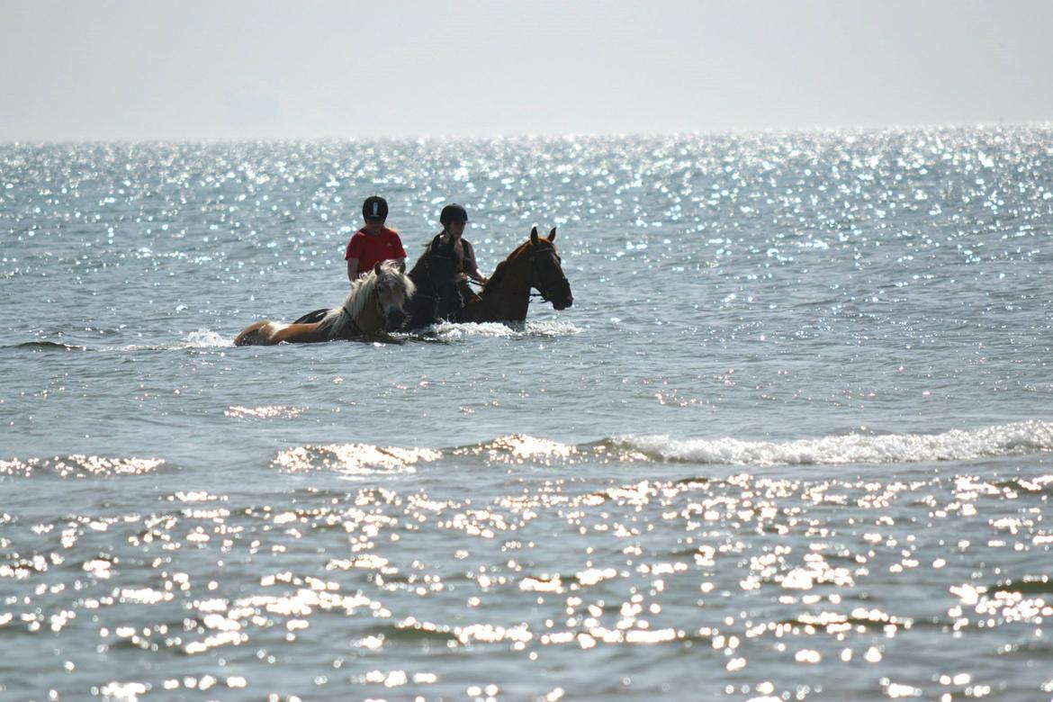 Anden særlig race Red Alert "Basse" - 2013 billede 8