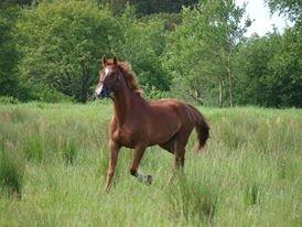 Anden særlig race Red Alert "Basse" - 2013 billede 9