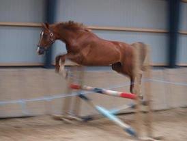 Anden særlig race Red Alert "Basse" - 2013 billede 17